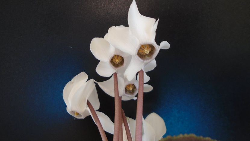 Cyclamen persicum - Caudiciforme - pachycaule si bulboase 2020 bis