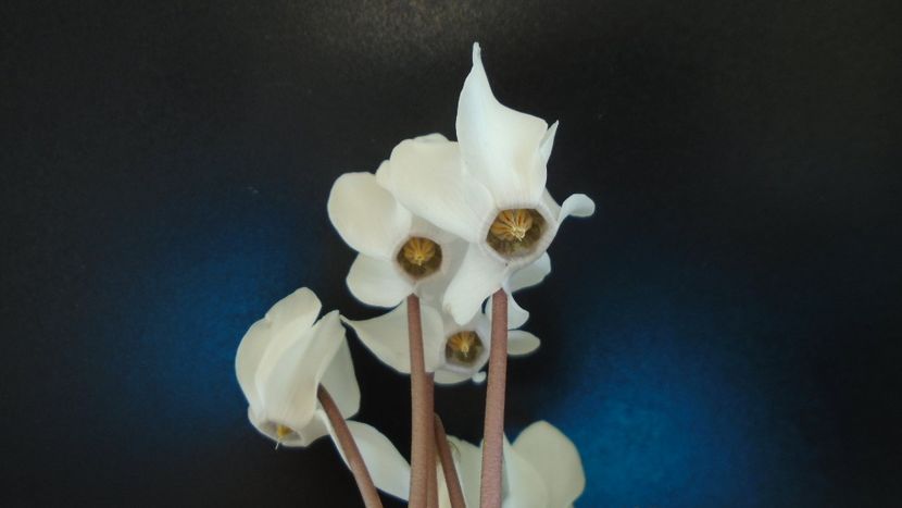 Cyclamen persicum - Caudiciforme - pachycaule si bulboase 2020 bis