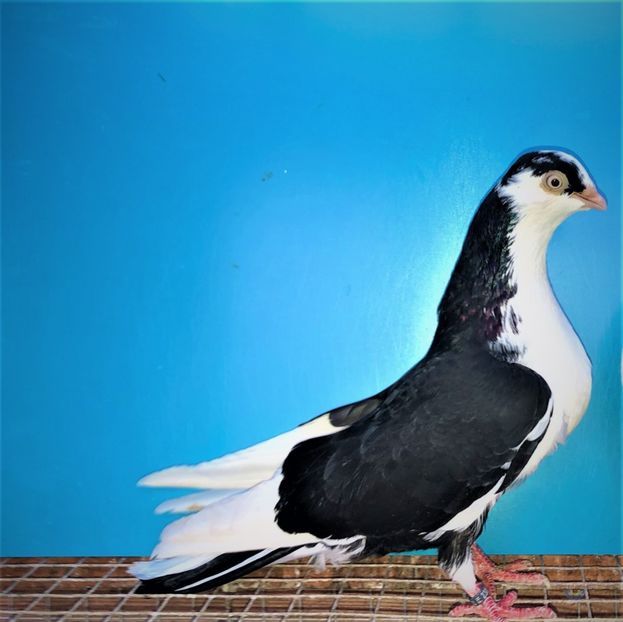 23007  femelă  2020 - B - perechi 2022