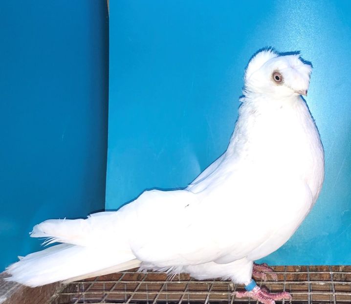 7095  femelă  2018 - Plecați ALBUM 3