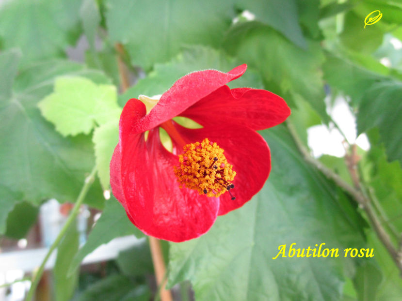 Abutilon rosu(12-03-2032)\ - Abutiloni 2021