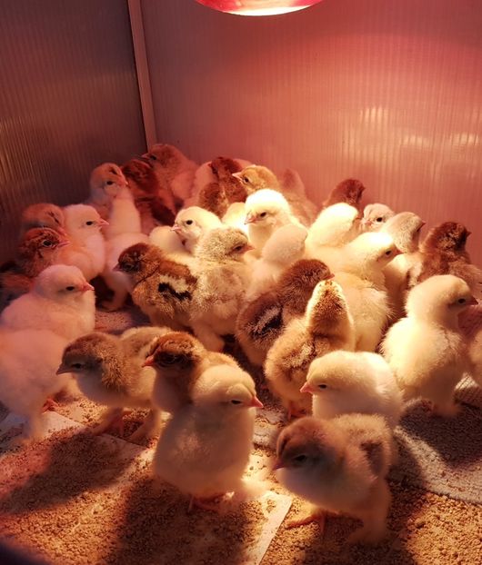  - a__Pui si tineret brahma 2021