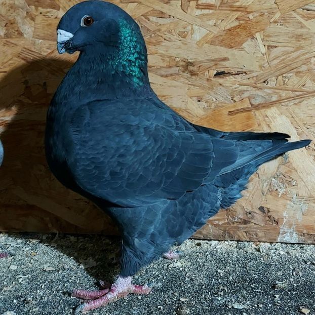  - 3---AGH DAȚI 2019 - 2025