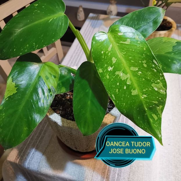 Philodendron Jose Buono - Philodendron