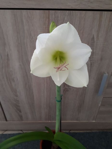 150885956_3850219878332262_8664299694550322347_o - Amarilis