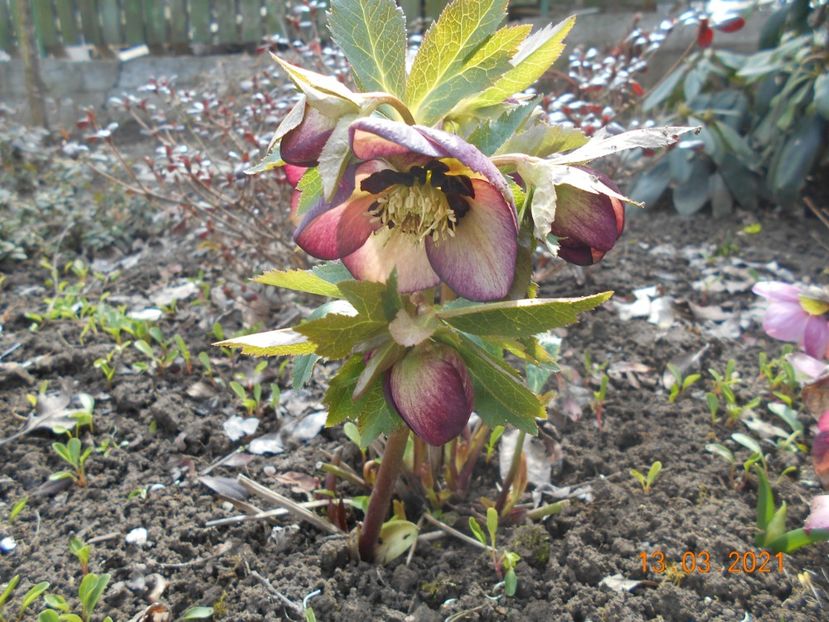  - 02 Azalee-rhododendroni-heleborusi-hortensii-hoste 2021