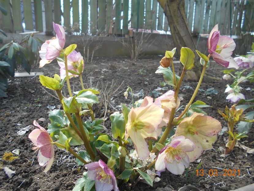  - 02 Azalee-rhododendroni-heleborusi-hortensii-hoste 2021