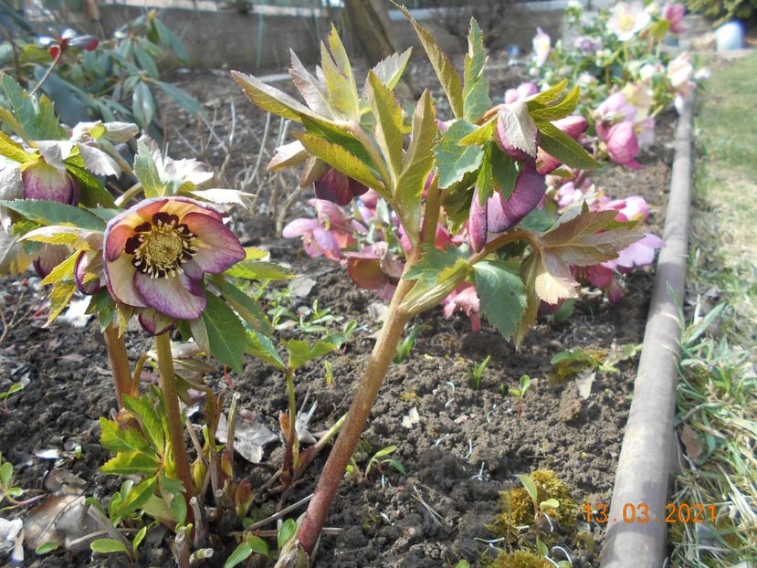 - 02 Azalee-rhododendroni-heleborusi-hortensii-hoste 2021