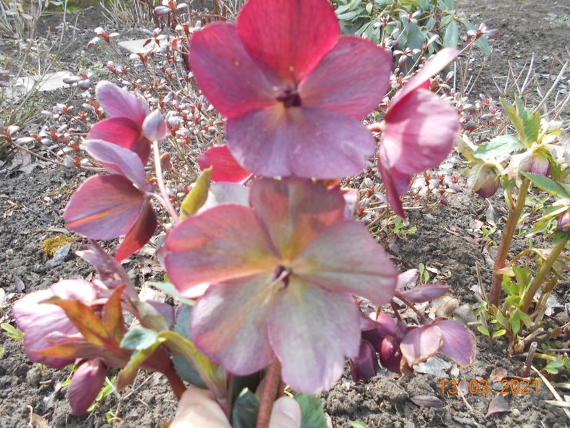  - 02 Azalee-rhododendroni-heleborusi-hortensii-hoste 2021