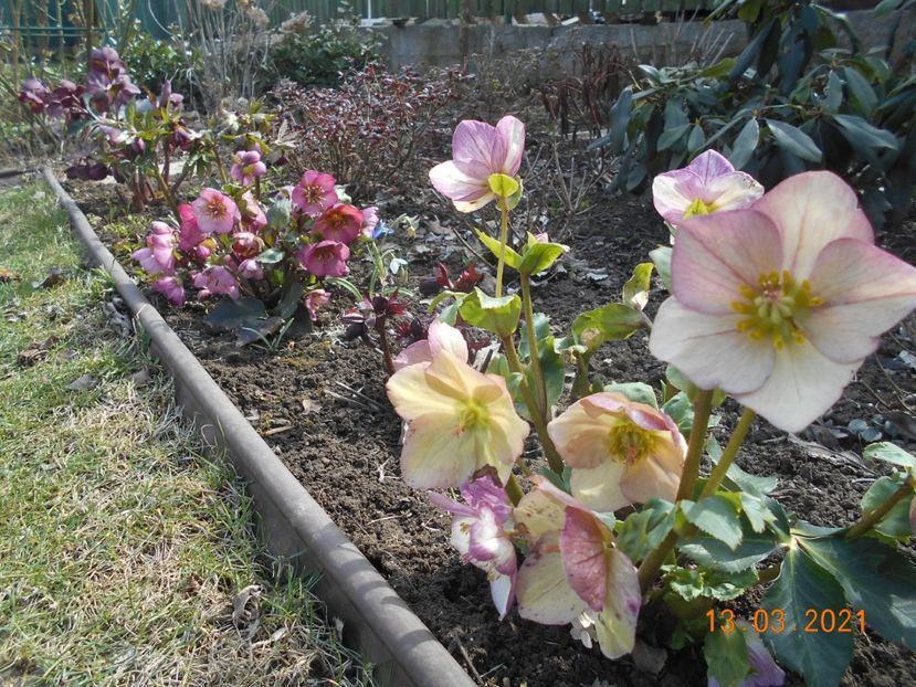  - 02 Azalee-rhododendroni-heleborusi-hortensii-hoste 2021