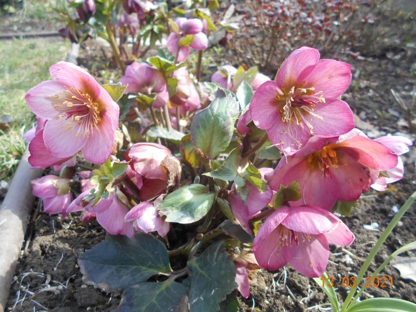  - 02 Azalee-rhododendroni-heleborusi-hortensii-hoste 2021