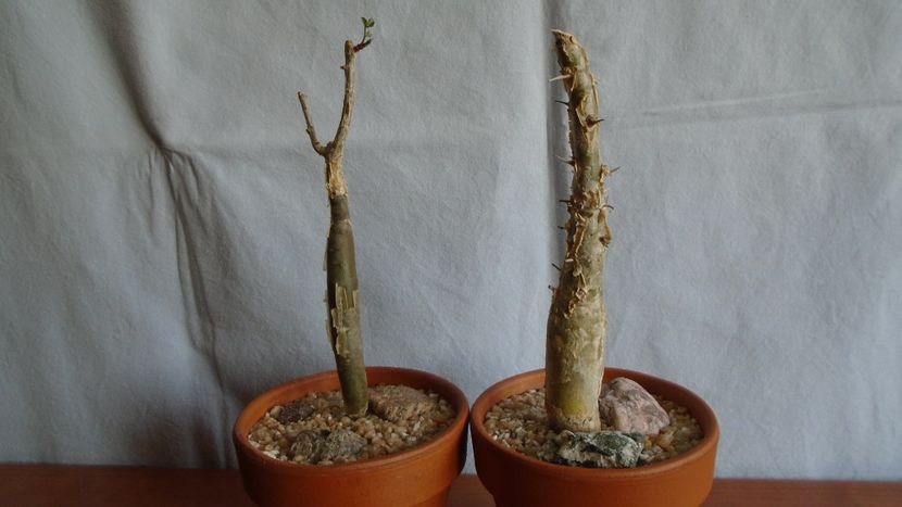 Plante pachycaule - Caudiciforme - pachycaule si bulboase 2020 bis