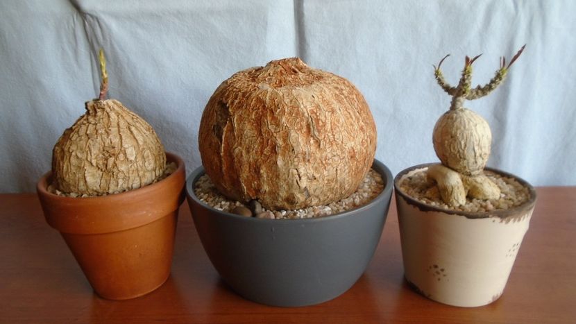 Plante caudiciforme - Caudiciforme - pachycaule si bulboase 2020 bis