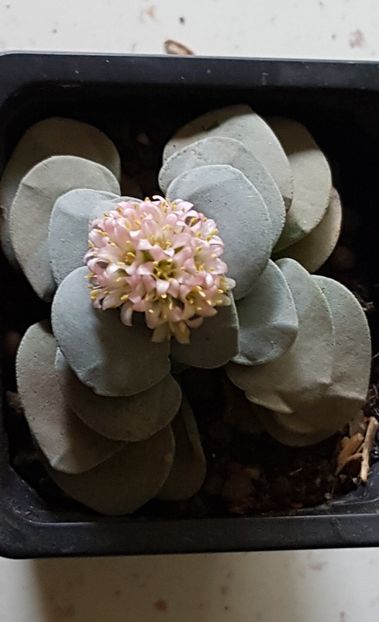  - Crassula