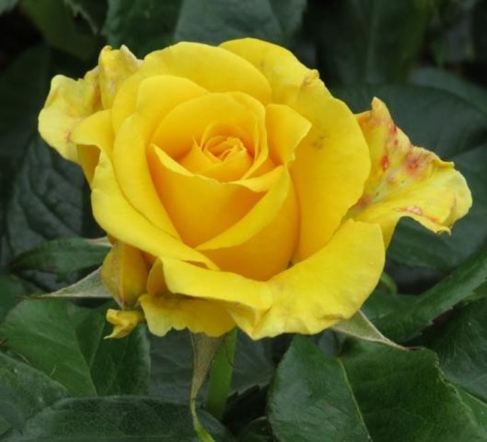 Tr.Golden Smiles Floribunda - 20 lei - De vanzare Trandafiri Floribunda
