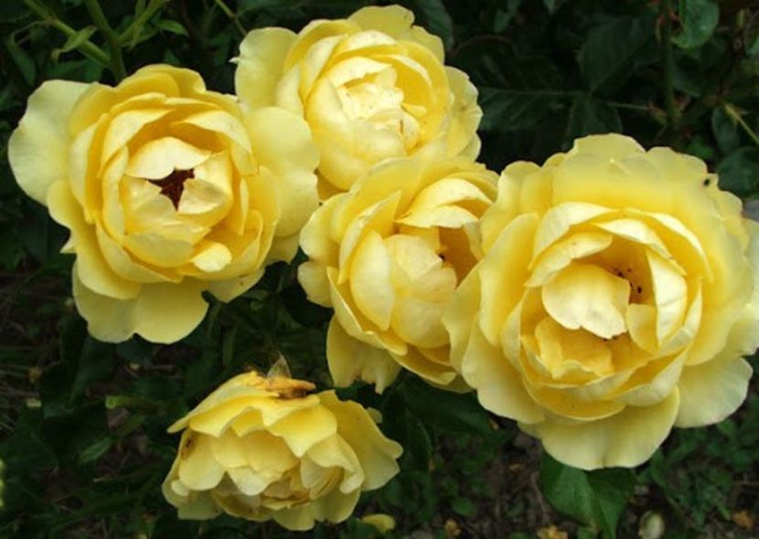 Tr.Golden Smiles Floribunda - De vanzare Trandafiri Floribunda