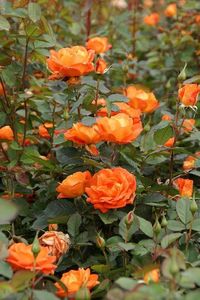 Tr.Super Trouper Floribunda - De vanzare Trandafiri Floribunda