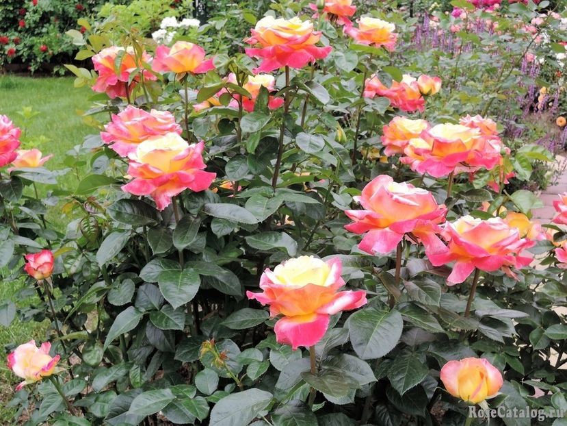 Trandafir Pullmann Orient Expres - 20 lei - De vanzare Trandafiri Tea Hibrid