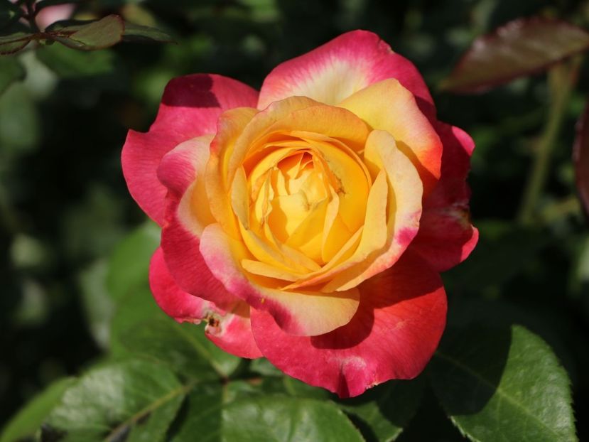 Trandafir Pullmann Orient Expres TH - De vanzare Trandafiri Tea Hibrid