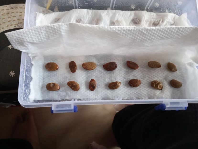 Din nou 13.03.2021 - Kaki