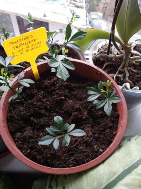 O parte replantati - Poncirus trifoliata