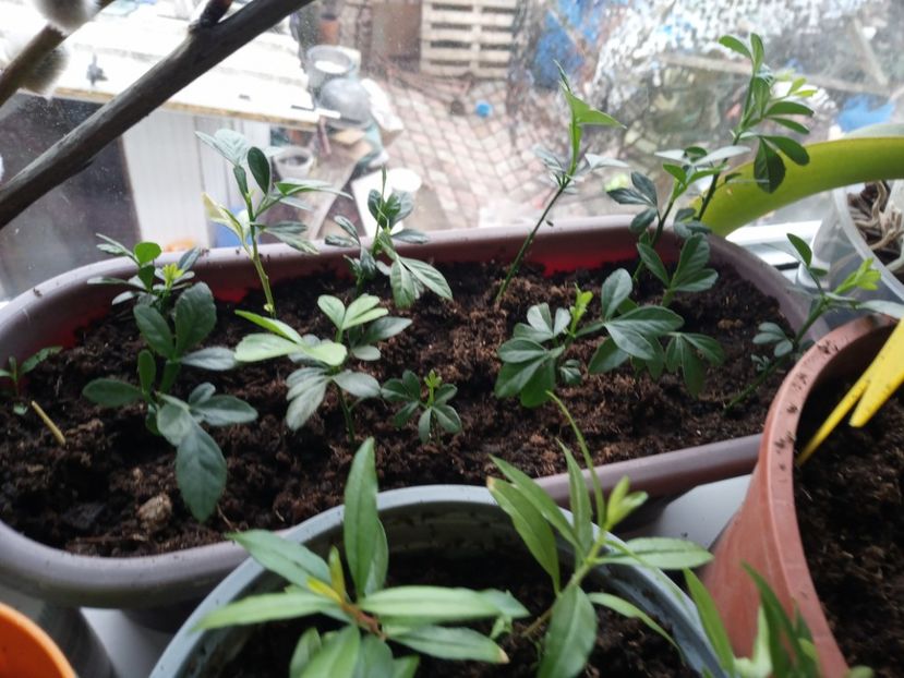 Pădurea de  trifolia - Poncirus trifoliata