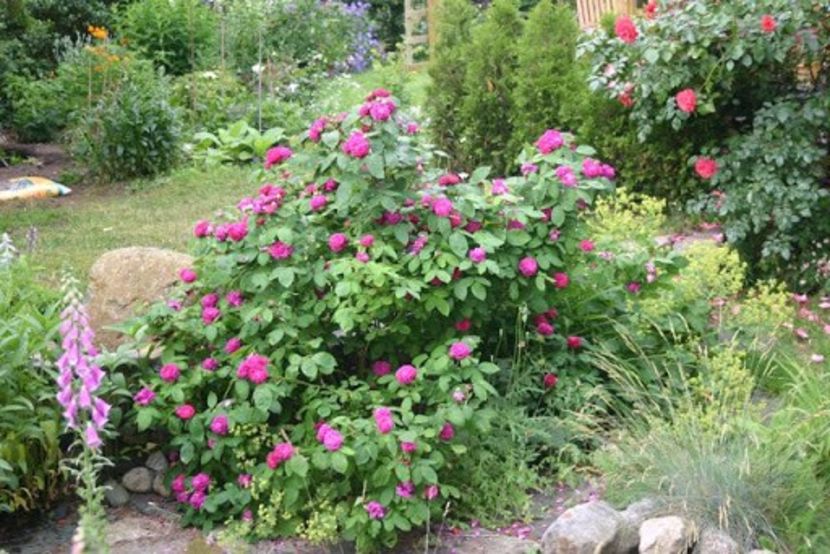 Trandafir de dulceata Rose de Rescht - De vanzare Trandafir de dulceata