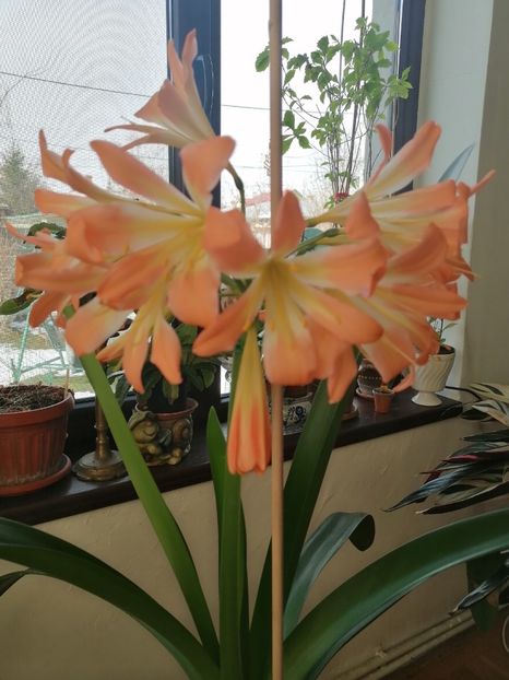  - Clivia 312 pastel clivia