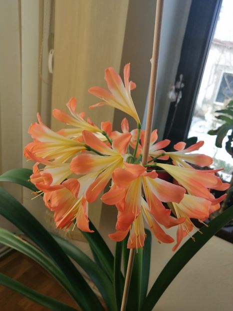  - Clivia 312 pastel clivia