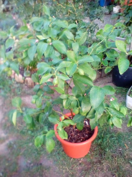  - w Produse livrate