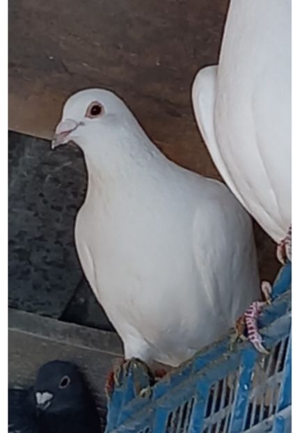  - Porumbeii de matcă