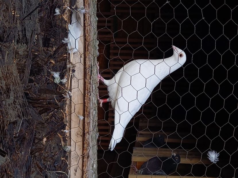  - Porumbeii de matcă