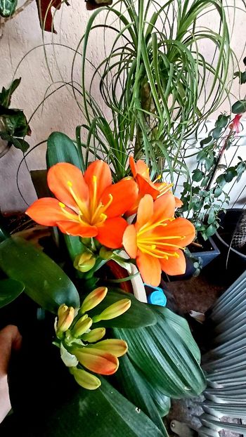  - clivia miniata