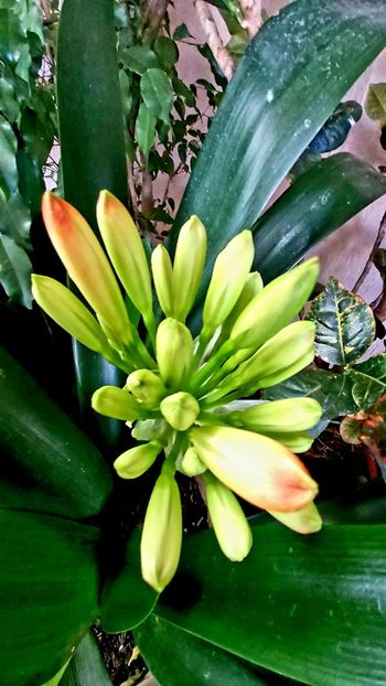  - clivia miniata