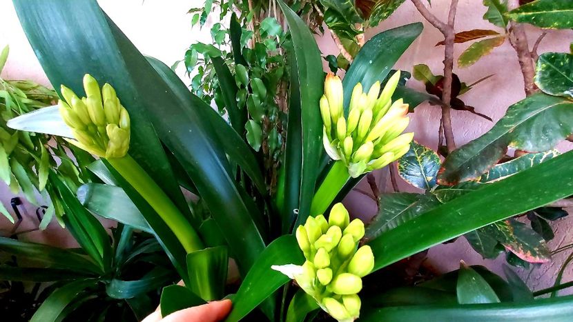  - clivia miniata