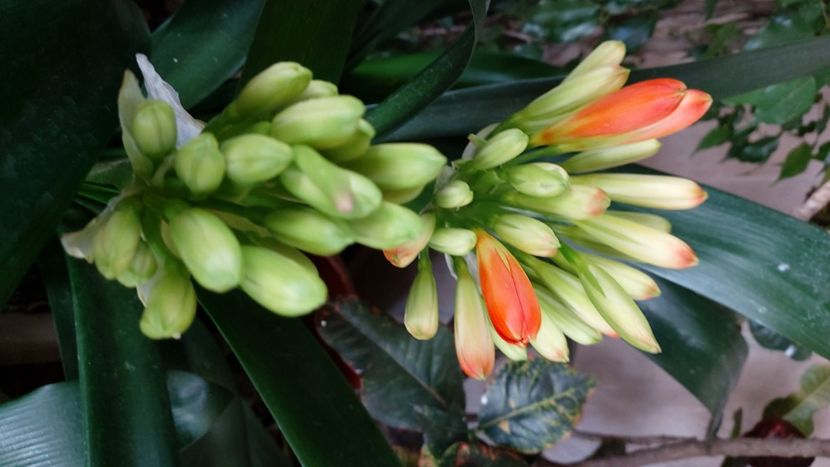  - clivia miniata