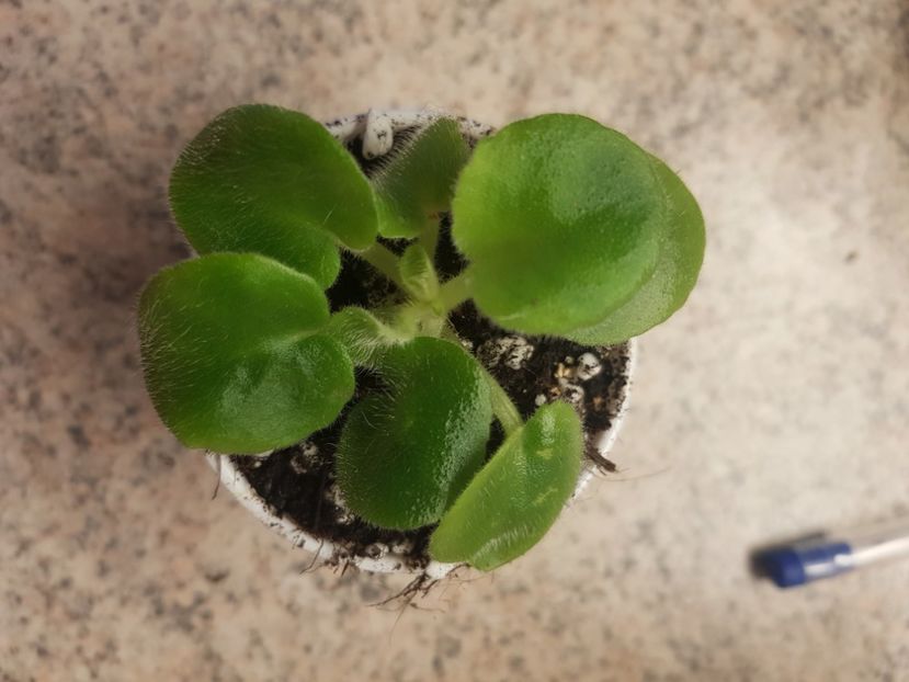 16.09.2020 - LE Zelenyi Atoll