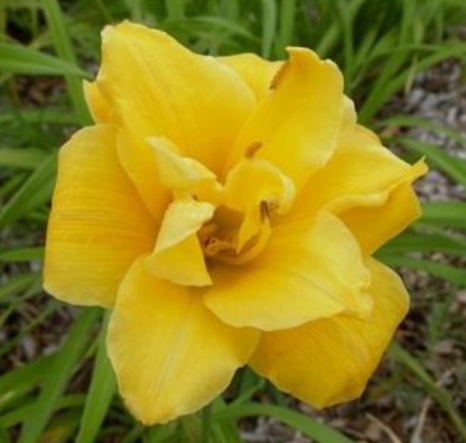 Lttle Carnation - Comenzile mele
