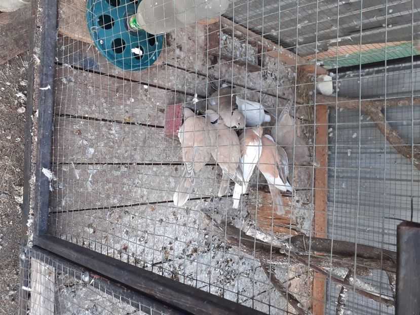  - Noua volieră ptr turturele rizătoare