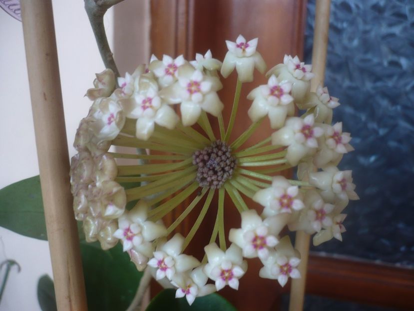 14.03.2021 - HOYA 2021-1