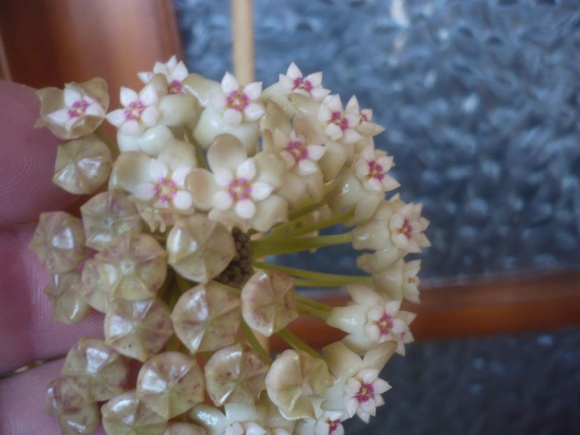 P1470447 - HOYA 2021-1