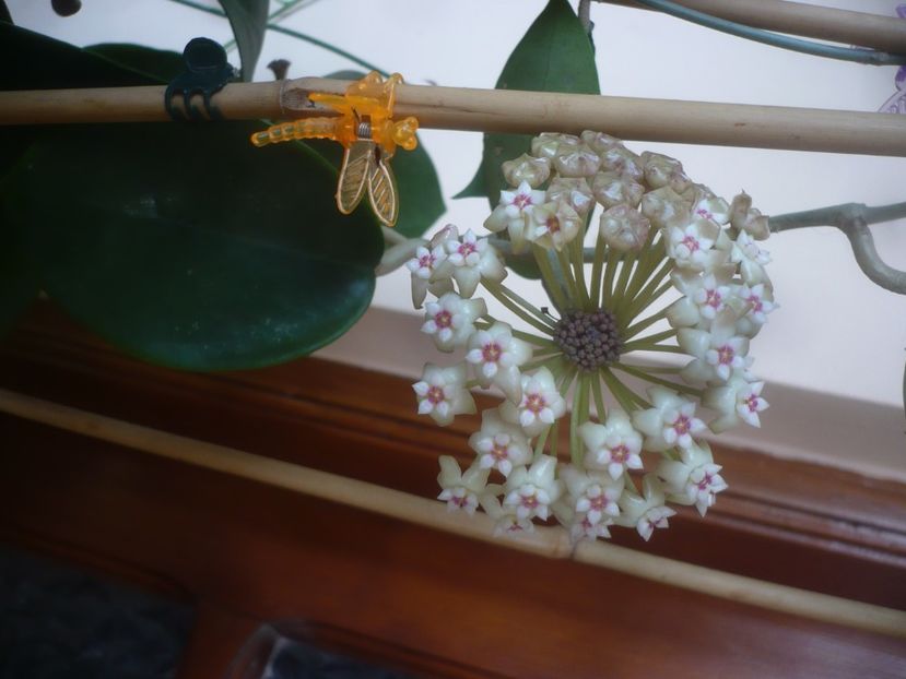 P1470449 - HOYA 2021-1