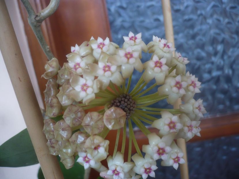 P1470455 - HOYA 2021-1