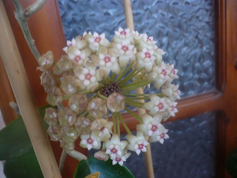 P1470456 - HOYA 2021-1