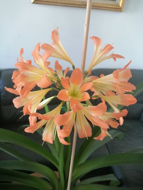  - Clivia 312 pastel clivia