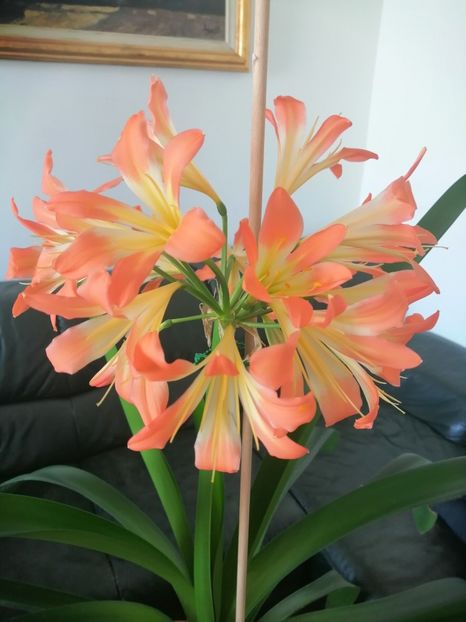  - Clivia 312 pastel clivia