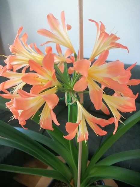  - Clivia 312 pastel clivia