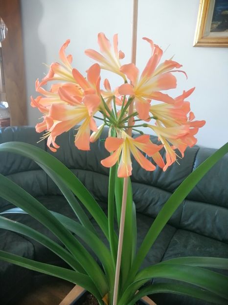  - Clivia 312 pastel clivia