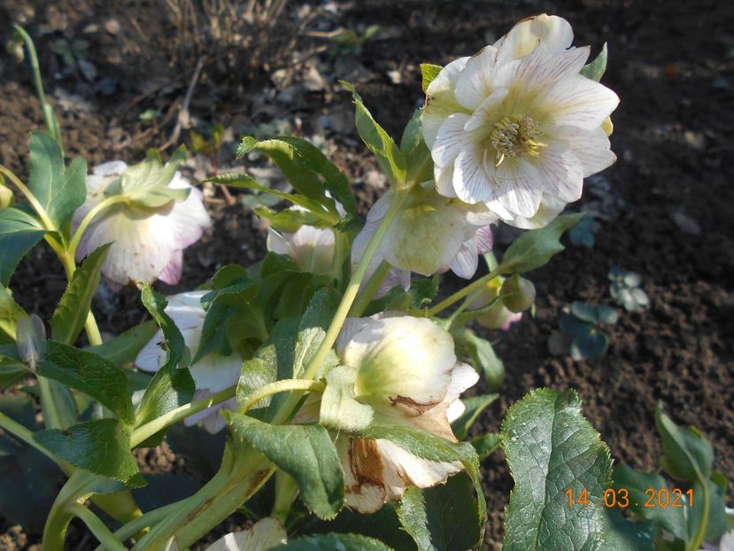  - 02 Azalee-rhododendroni-heleborusi-hortensii-hoste 2021