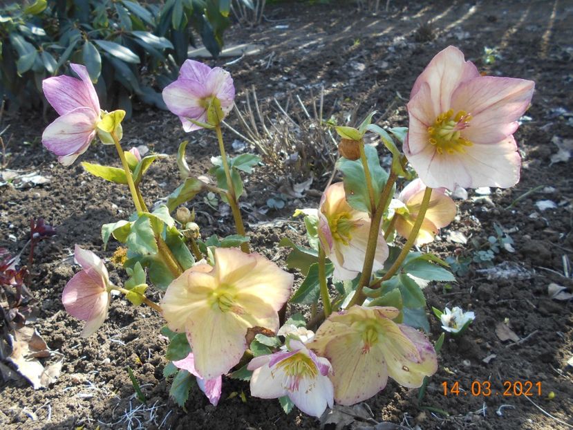  - 02 Azalee-rhododendroni-heleborusi-hortensii-hoste 2021